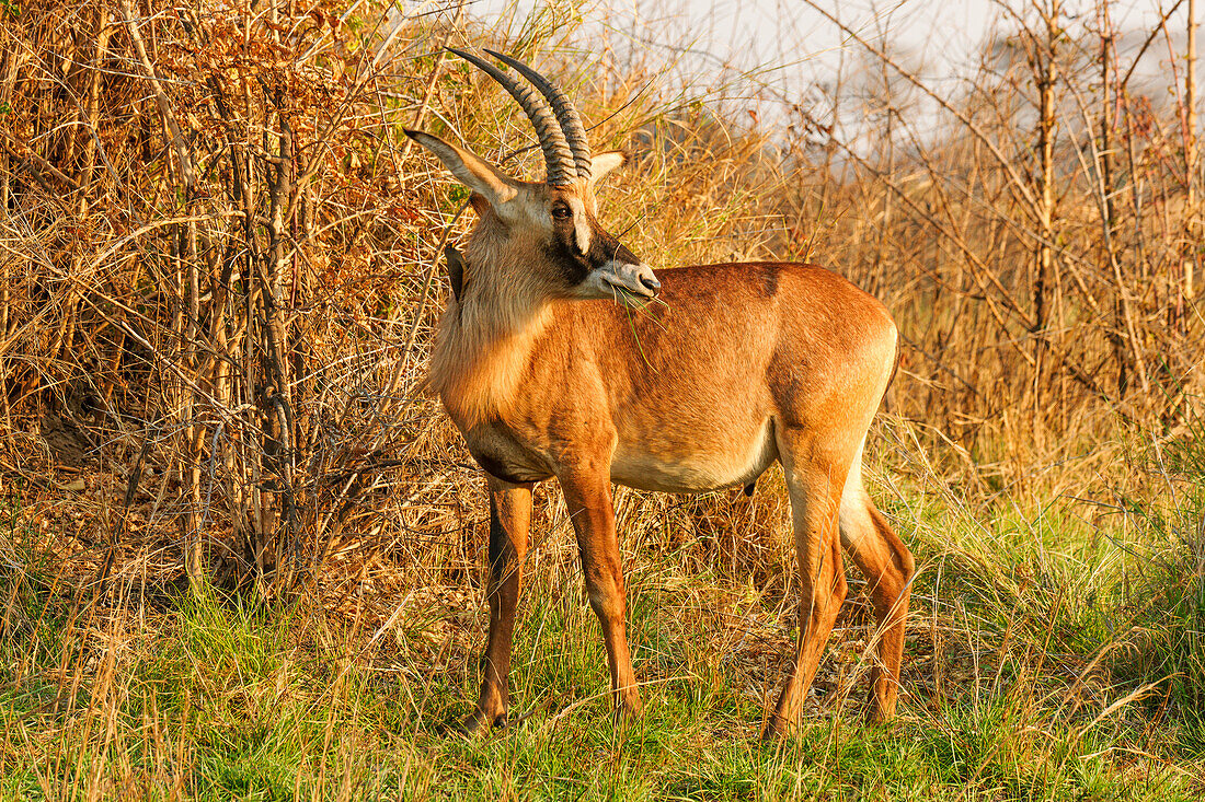 Die Rhone (Hippotragus equinus), übersetzt Pferdeziege, kniet im Gegensatz zu anderen Antilopen oft beim Trinken, Sambia, Afrika