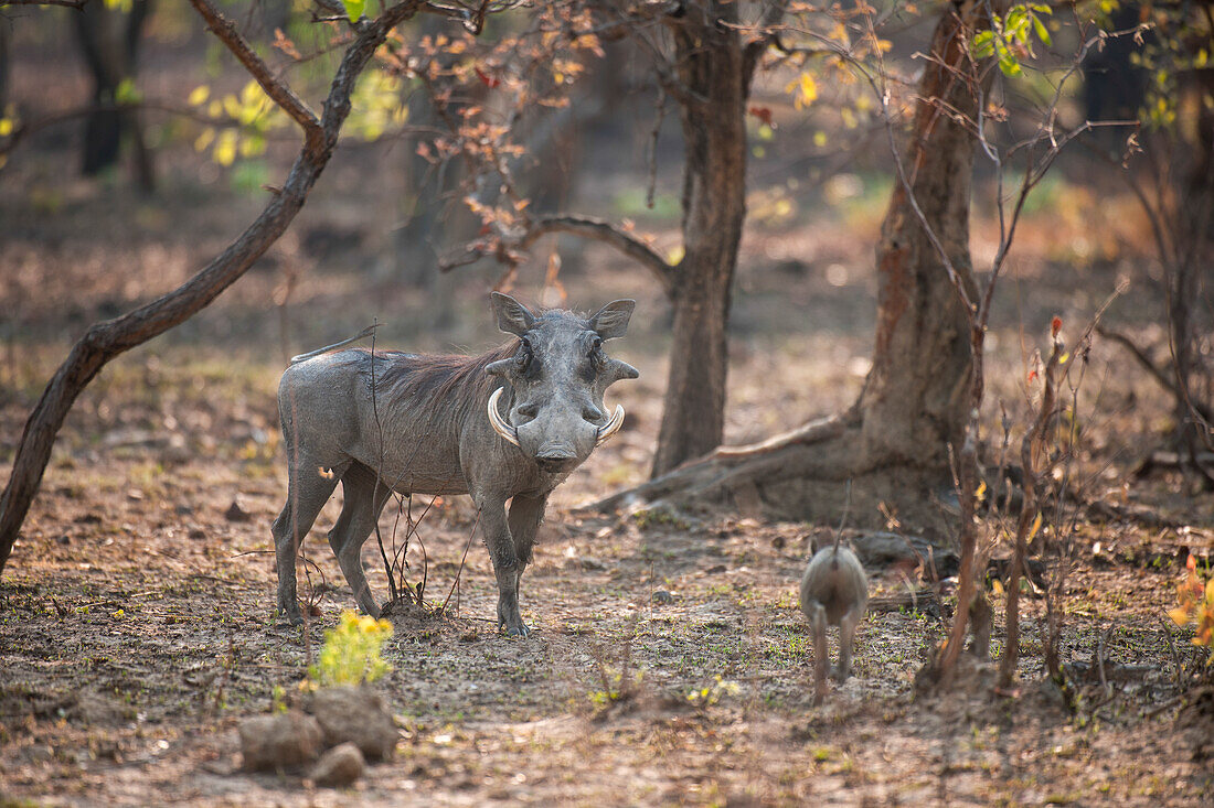 Warthog (Phacochoerus africanus) live in holes often dug by aardvarks in termite hills, Zambia, Africa