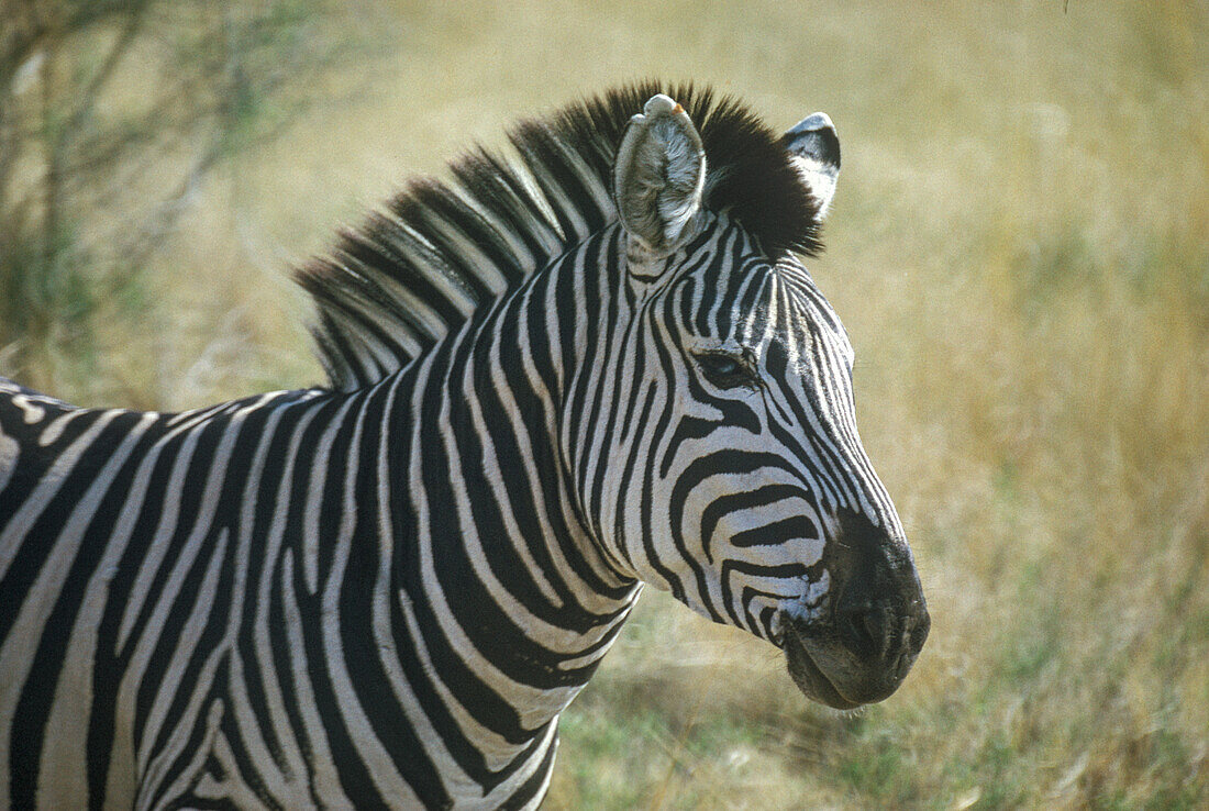 Zebra (Equus quagga crawshayi), oft gesehen im South Luangwa National Park, Sambia, Afrika