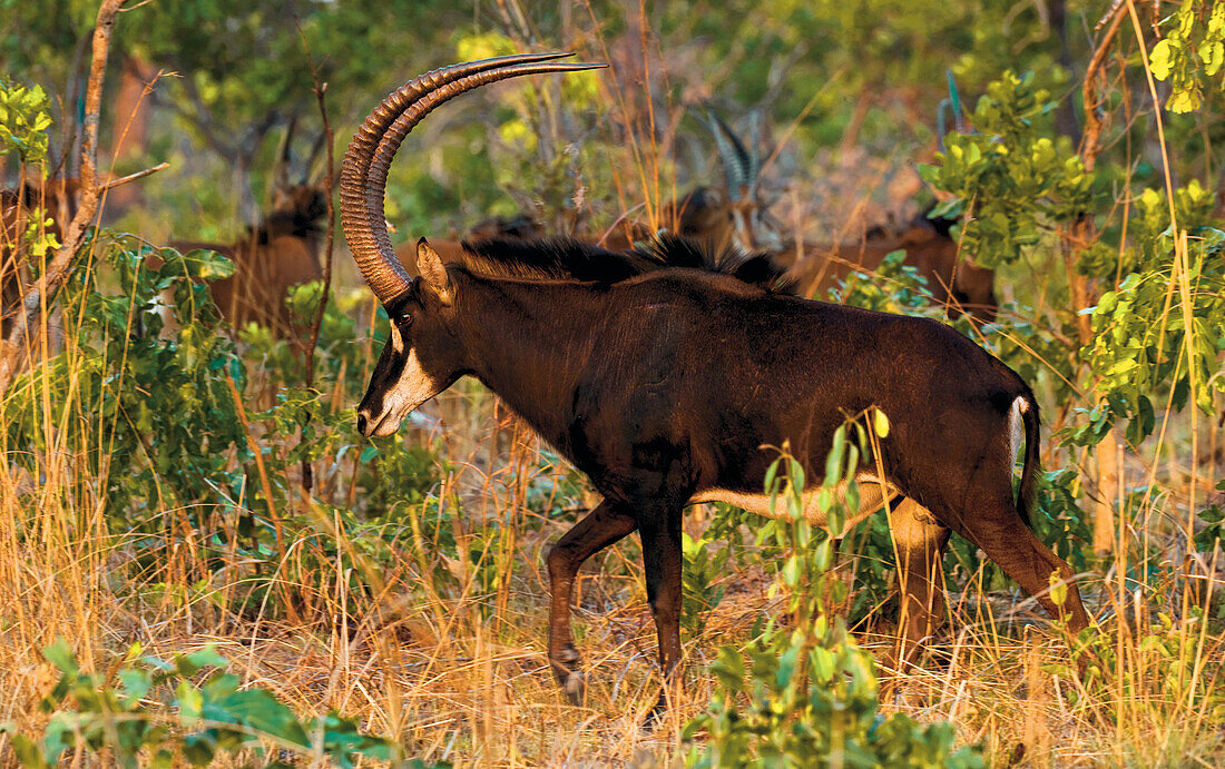 Eine männliche Rappenantilope (Hippotragus niger), ihre bis zu 150 cm langen, nach oben und hinten gebogenen Hörner schützen sie vor Raubtieren, die auf ihren Rücken springen, Sambia, Afrika