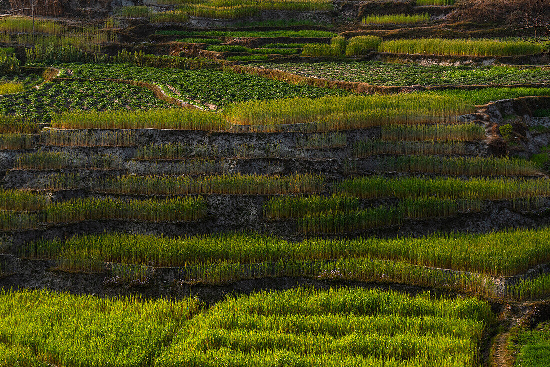 Ruhige Szenerie eines üppigen grünen Reisfeldes auf Terrassen, ländliche Gegend, Nepal, Asien