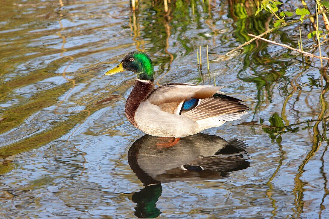 Männliche Stockente (Anas platyrhynchos), East Sussex, England, Vereinigtes Königreich, Europa