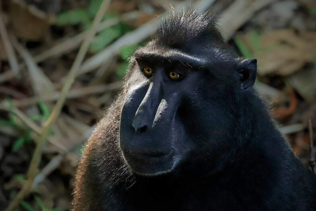 Crested black macaque (Macaca nigra) a native ape-like monkey with striking eyes, face and hair tuft, Tangkoko Reserve, Minahasa, N Sulawesi, Indonesia, Southeast Asia, Asia