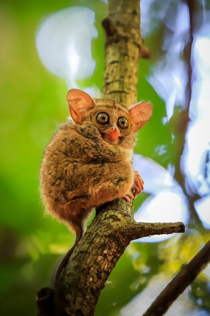 Brillen-Tarsier (Tarsius tarsier) einer der kleinsten Primaten, heute vom Aussterben bedroht, insektenfressend und nachtaktiv, Tangkoko-Nationalpark, Minahasa-Hochland, Nordsulawesi, Indonesien, Südostasien, Asien