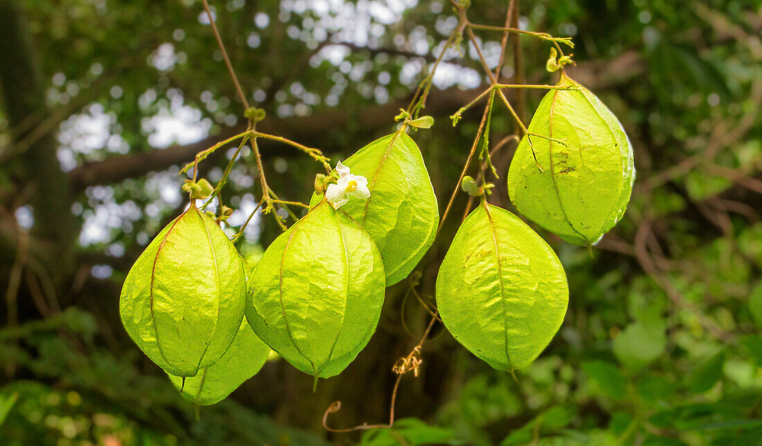 Chinesische Laternenpflanze (Physalis alkekeng) Samenschoten, Bermuda, Nordatlantik, Nordamerika