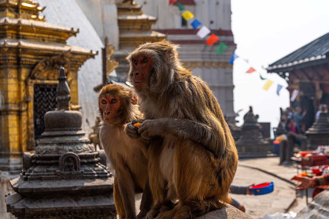 Zwei Rhesusäffchen, Kathmandu, Nepal, Asien