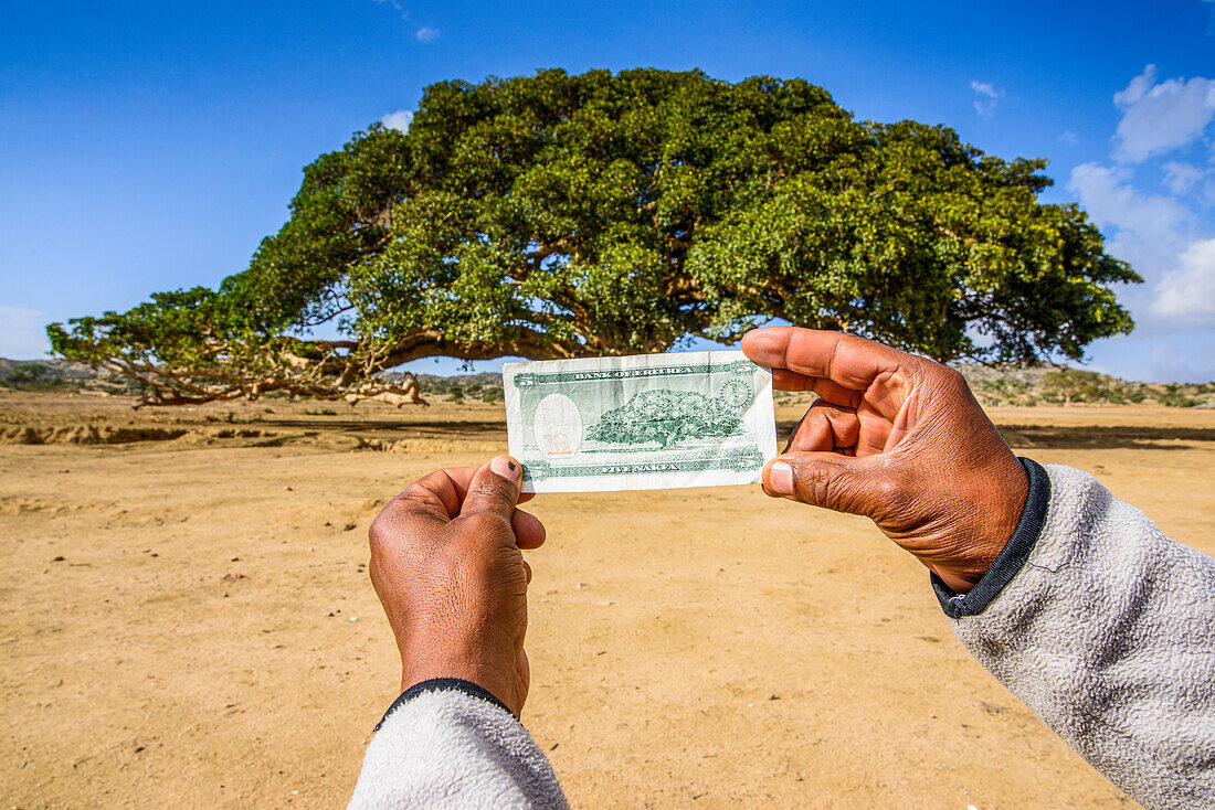 Banknote and the five Nakfa tree (Giant Sycamore tree) near Segeneyti, Eritrea, Africa