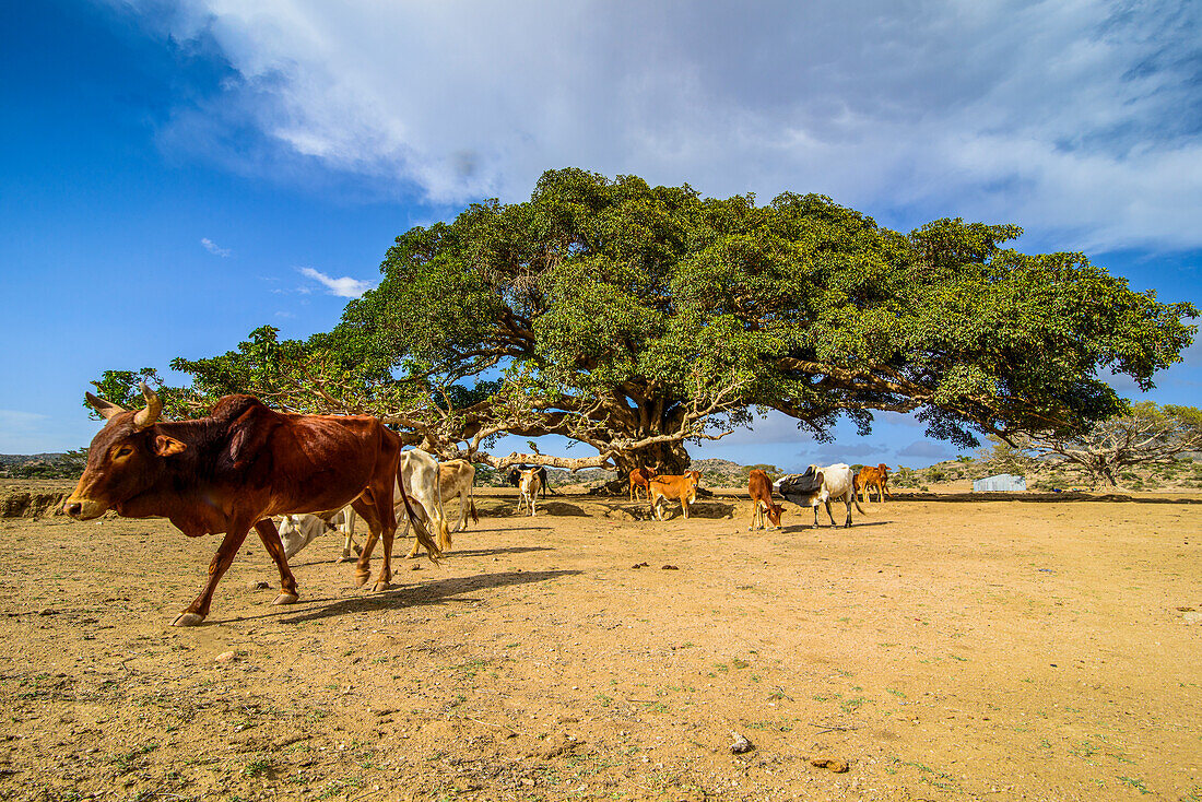 Tiere grasen um den Fünf-Nakfa-Baum (Riesenplatane) in der Nähe von Segeneyti, Eritrea, Afrika