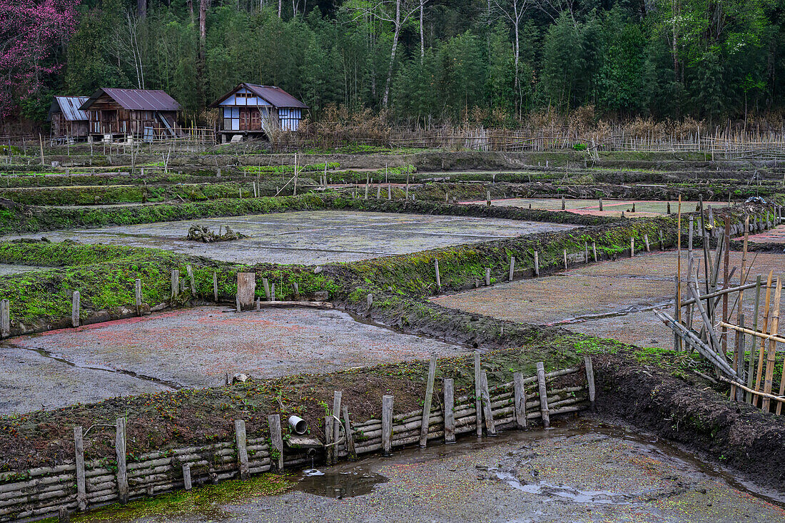 Nursery Rice Paddy Fields, Ziro Valley, Arunachal Pradesh, India, Asia