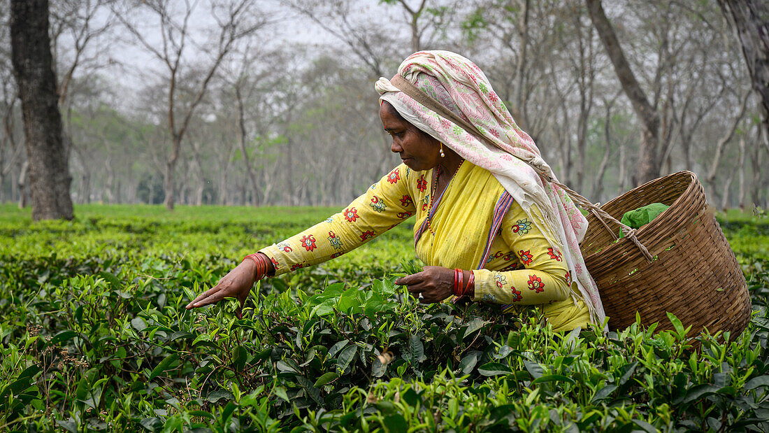 Teepflücker, Guwahati, Assam, Indien, Asien