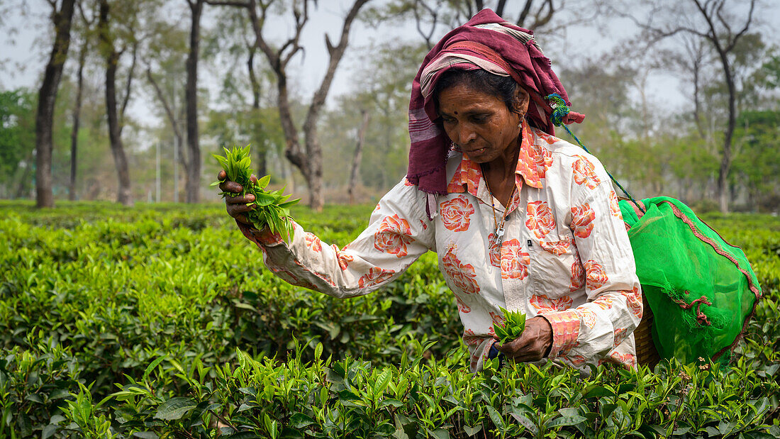 Teepflückerinnen, Guwahati, Assam, Indien, Asien