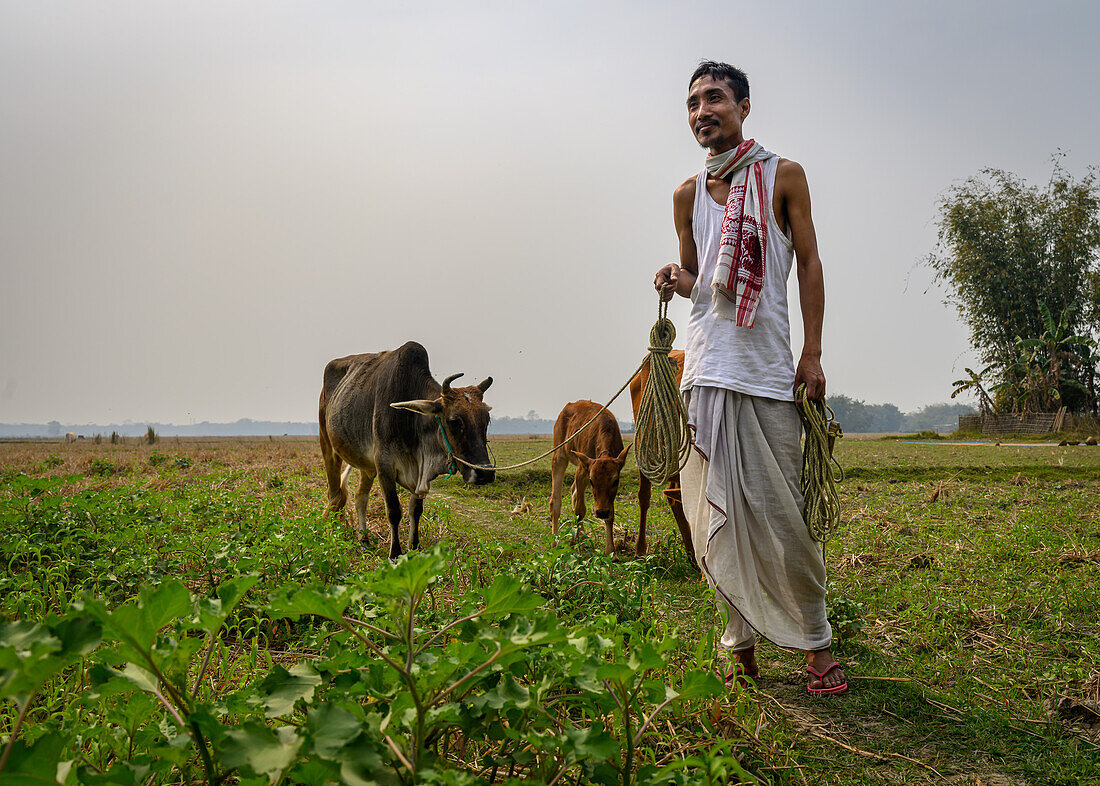 Einheimischer Mann und Vieh, Dorfleben, Guwahati, Assam, Indien, Asien