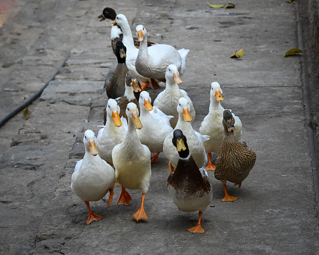 Nahaufnahme von Enten, Kamakhya-Tempel, Guwahati, Assam, Indien, Asien