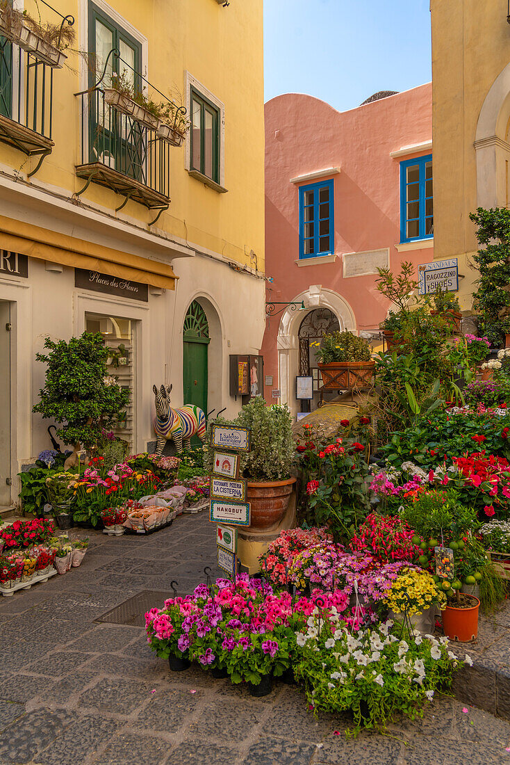 View of flower display outside florists in street, Capri Town, Isle of Capri, Campania, Italy, Mediterranean, Europe