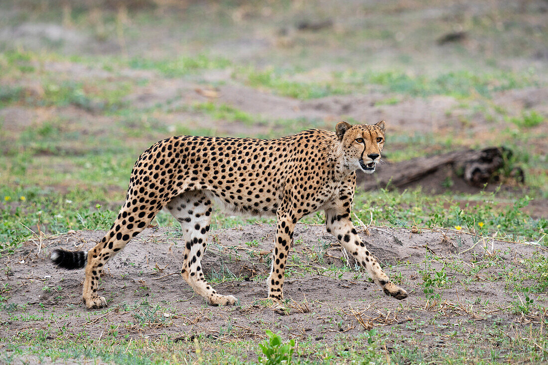 Cheetah (Acynonix jubatus) walking, Savuti, Chobe National Park, Botswana, Africa