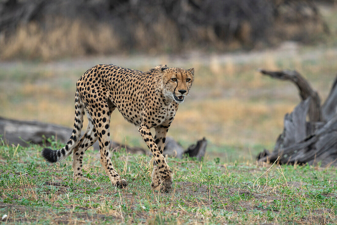 Cheetah (Acynonix jubatus) walking, Savuti, Chobe National Park, Botswana, Africa