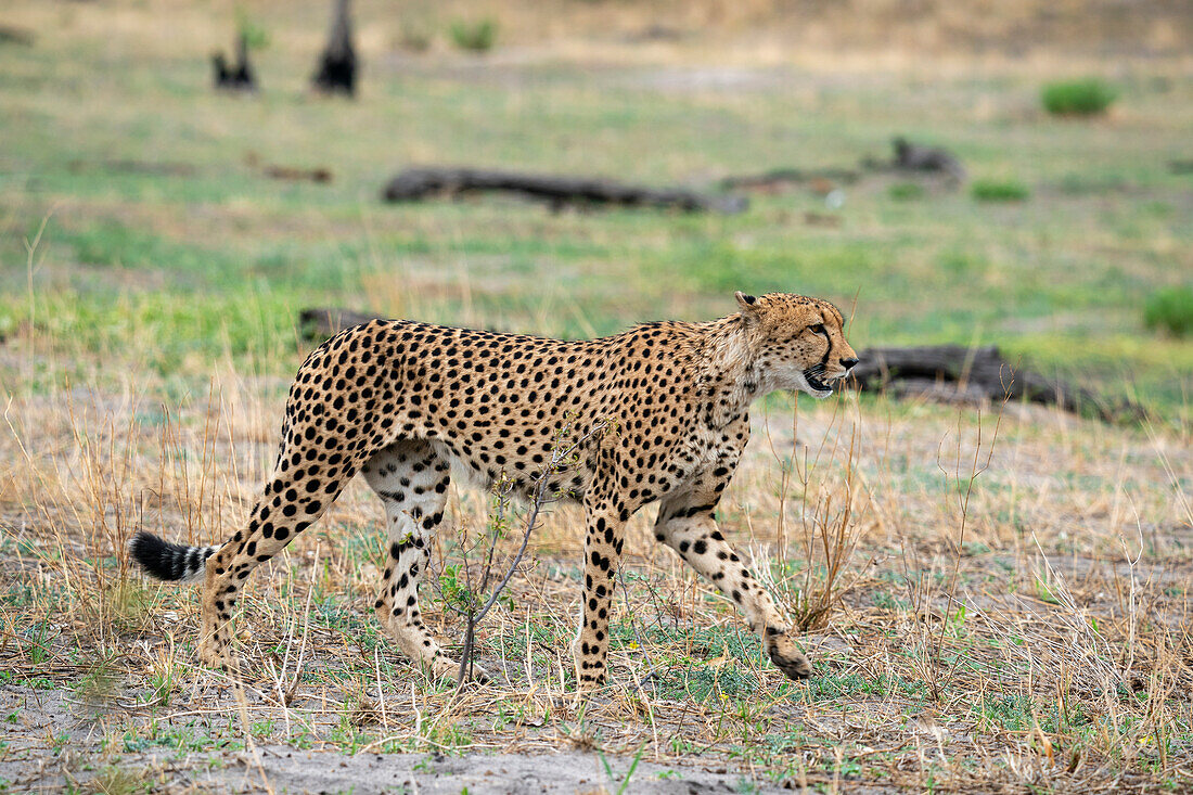 Cheetah (Acynonix jubatus) walking, Savuti, Chobe National Park, Botswana, Africa