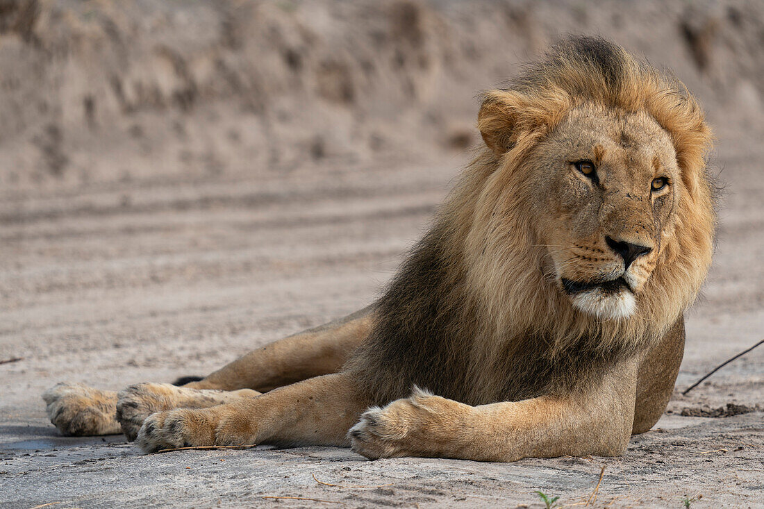 Löwe (Panthera leo) ruhend, Savuti, Chobe-Nationalpark, Botsuana, Afrika