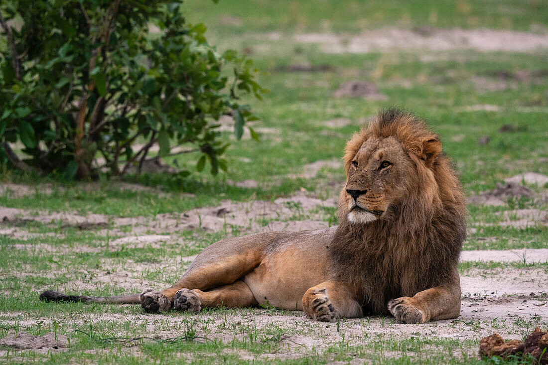 Lion (Panthera leo) resting, Savuti, Chobe National Park, Botswana, Africa