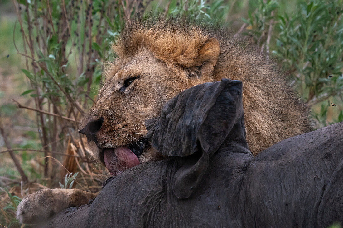 Zwei männliche Löwen (Panthera leo) fressen einen Afrikanischen Elefanten (Loxodonta africana), Savuti, Chobe-Nationalpark, Botsuana, Afrika