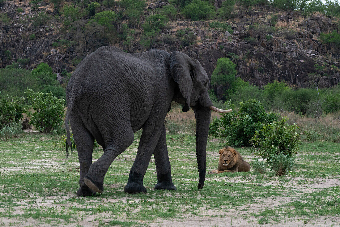 Ein afrikanischer Elefant (Loxodonta africana) verjagt einen Löwen (Panthera leo), der sich auf seinem Weg ausruht, Savuti, Chobe-Nationalpark, Botsuana, Afrika