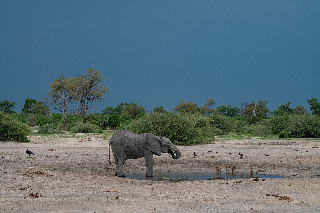 African elephant (Loxodonta africana) at a waterhole, Savuti, Chobe National Park, Botswana, Africa