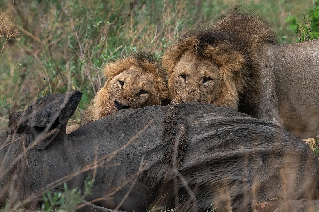 Two male lions (Panthera leo) feed on an African elephant (Loxodonta africana), Savuti, Chobe National Park, Botswana, Africa