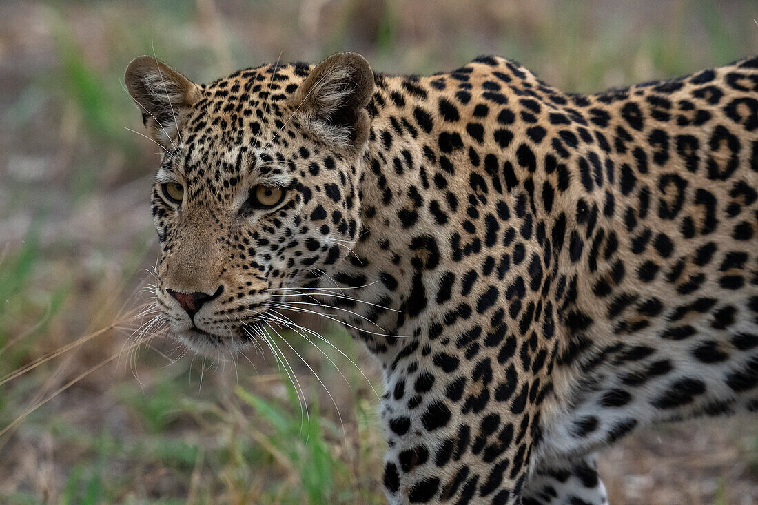 Porträt eines Leoparden (Panthera pardus), Savuti, Chobe-Nationalpark, Botsuana, Afrika