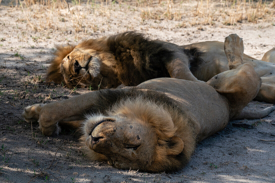 Zwei Löwen (Panthera leo) ruhen sich im Schatten aus, Savuti, Chobe-Nationalpark, Botsuana, Afrika