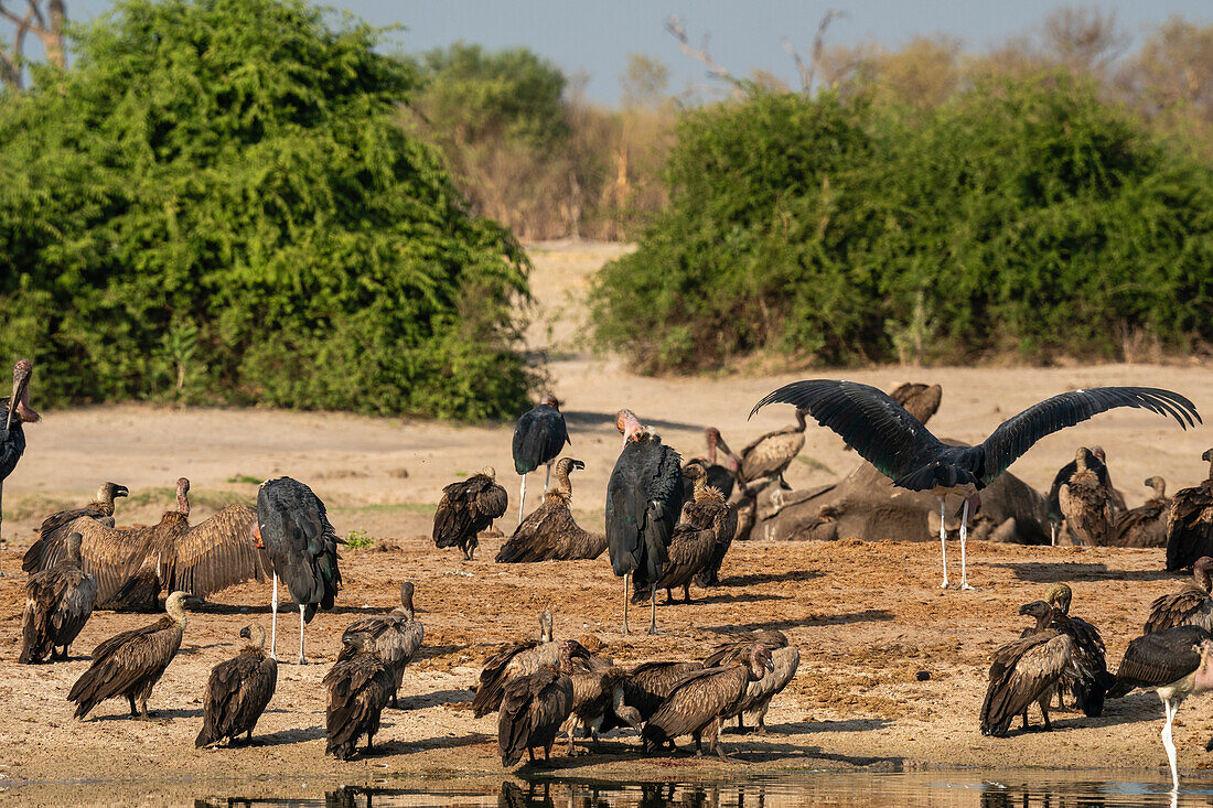 Weißrückengeier (Gyps africanus) und Marabu-Storch (Leptoptilos crumeniferus) an einer Wasserstelle, Savuti, Chobe-Nationalpark, Botsuana, Afrika