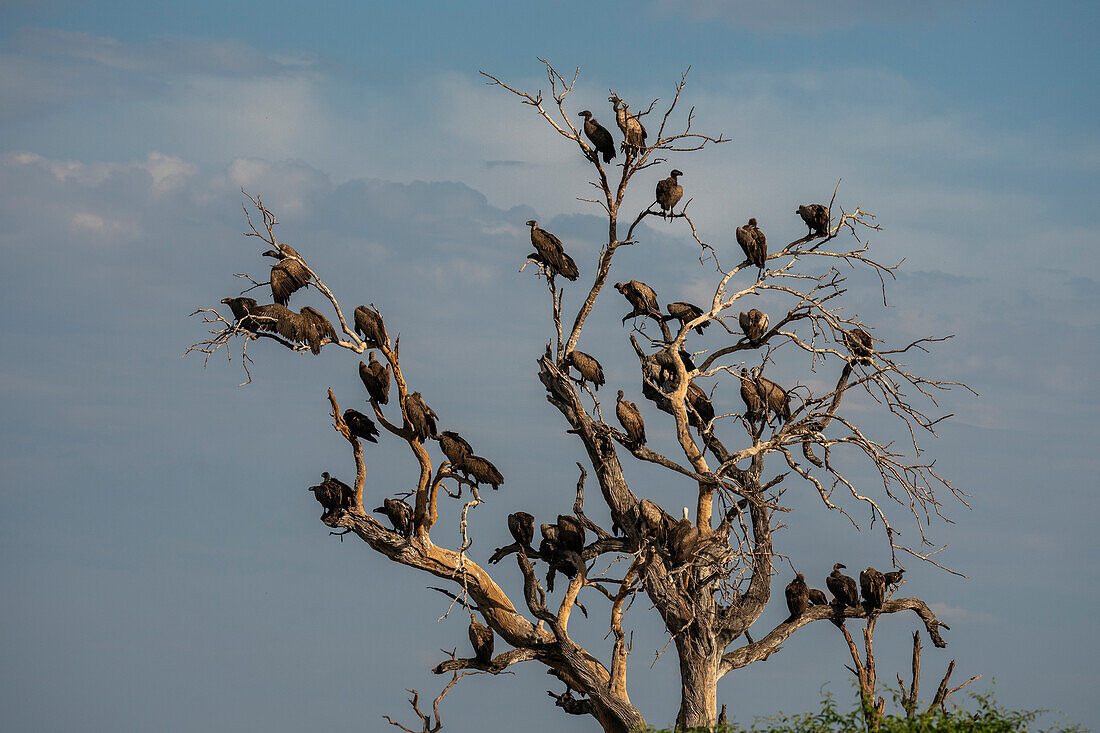 White-backed vultures (Gyps africanus) perching on a tree top, Savuti, Chobe National Park, Botswana, Africa