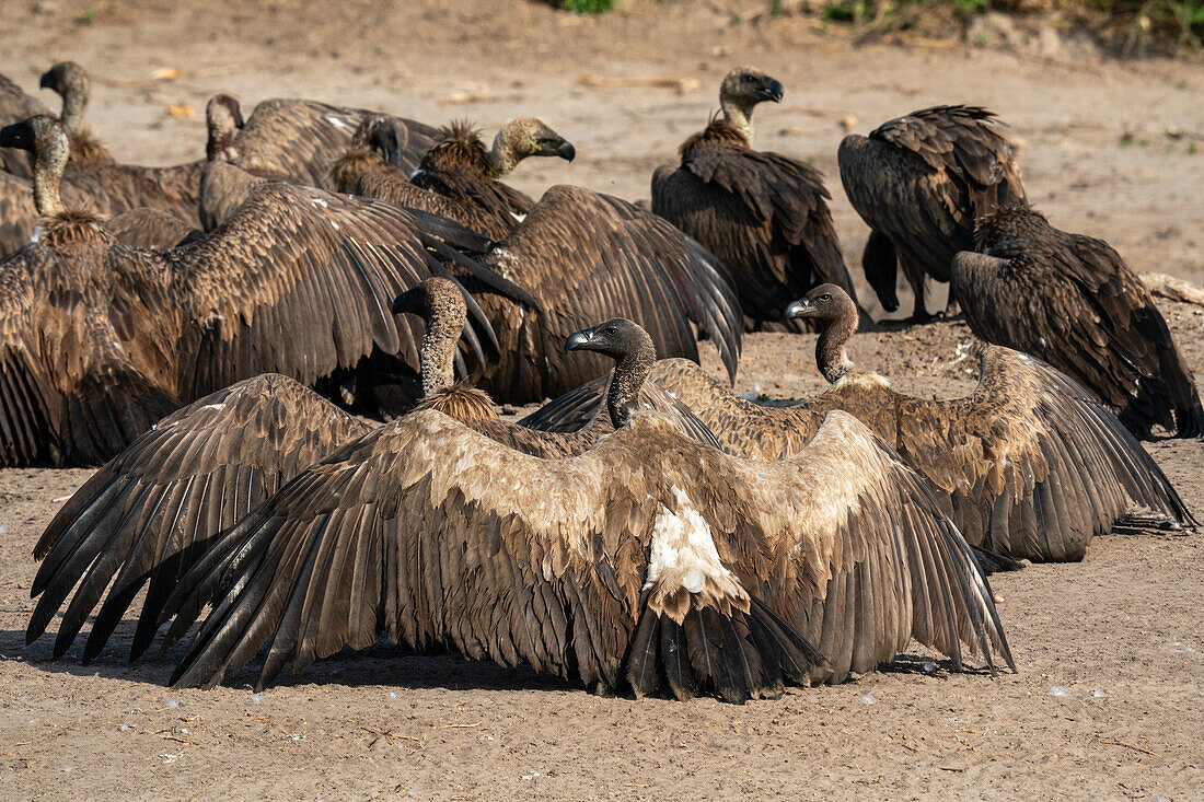 Weißrückengeier (Gyps africanus), Savuti, Chobe-Nationalpark, Botsuana, Afrika