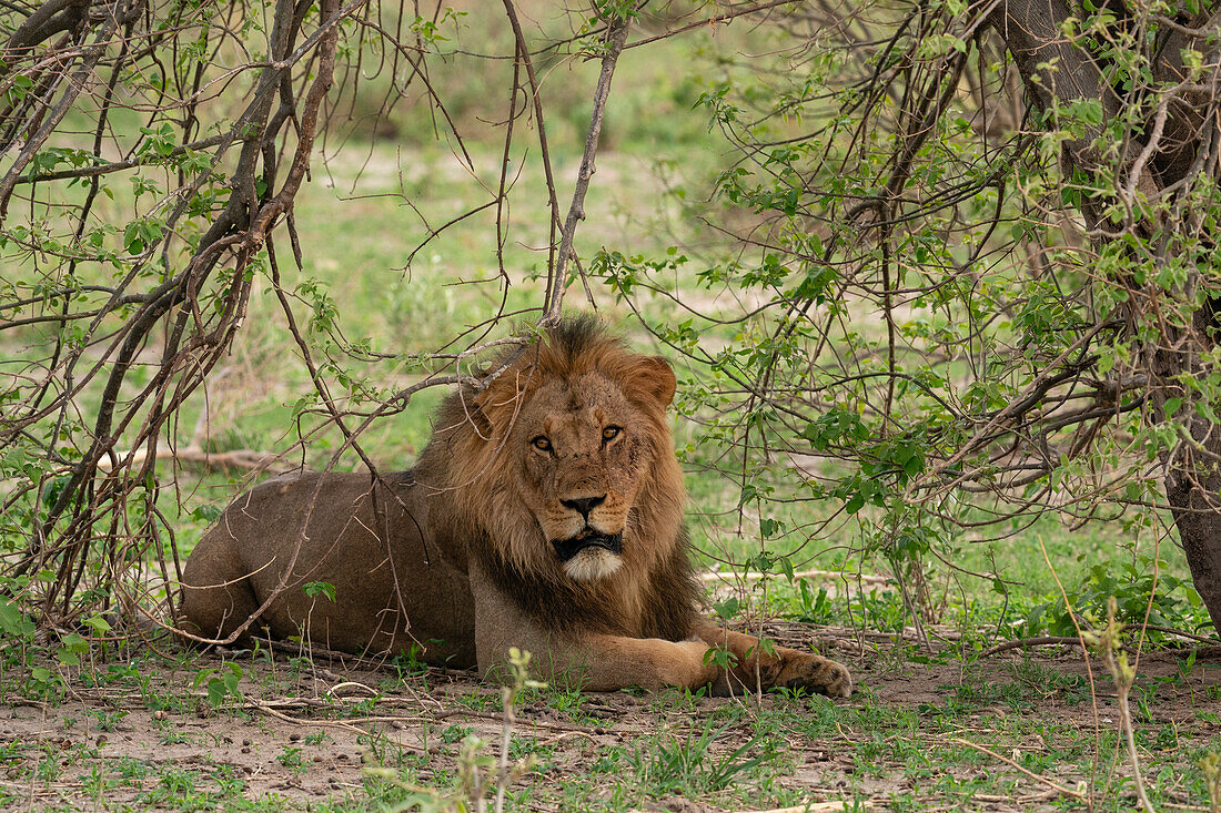 Löwe (Panthera leo) auf der Suche nach Schatten, Savuti, Chobe-Nationalpark, Botsuana, Afrika