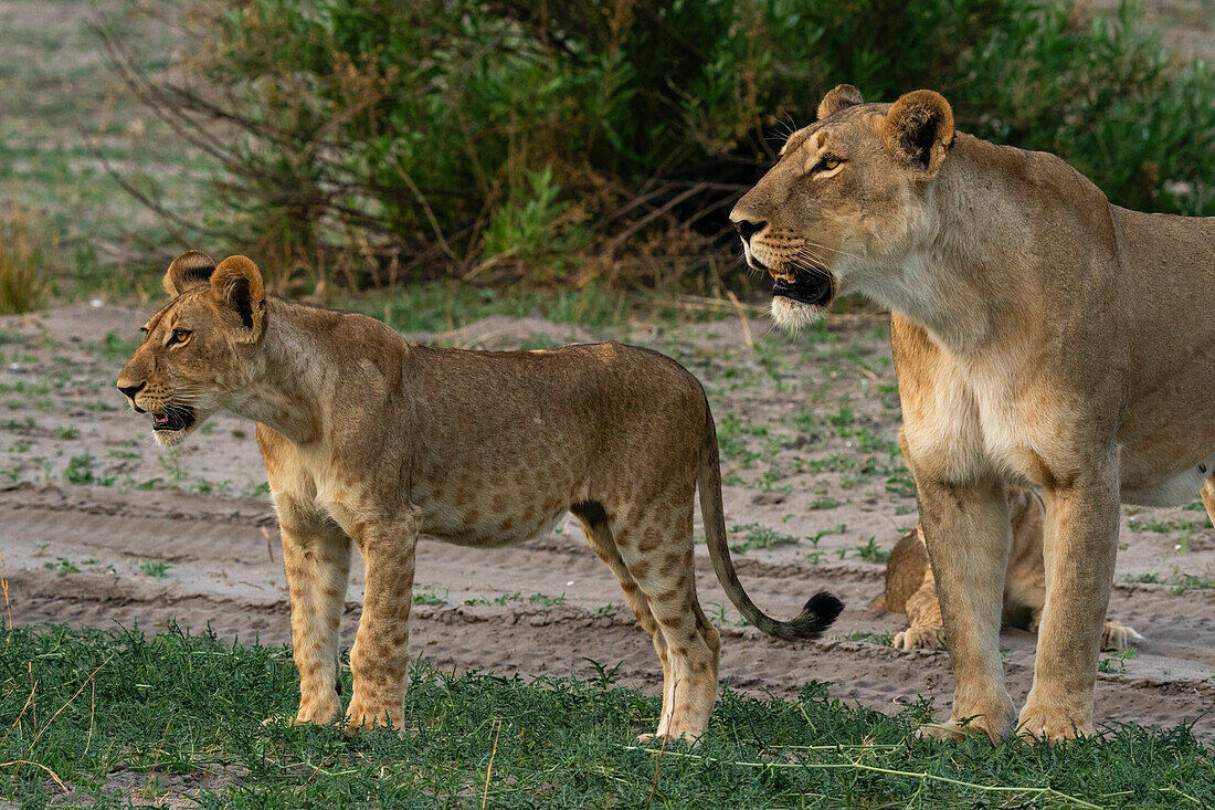 Lioness (Panthera leo) and cub, Savuti, Chobe National Park, Botswana, Africa