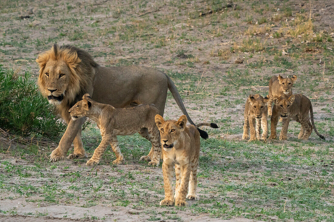 Ein männlicher Löwe (Panthera leo) mit seinen Jungen, Savuti, Chobe-Nationalpark, Botsuana, Afrika