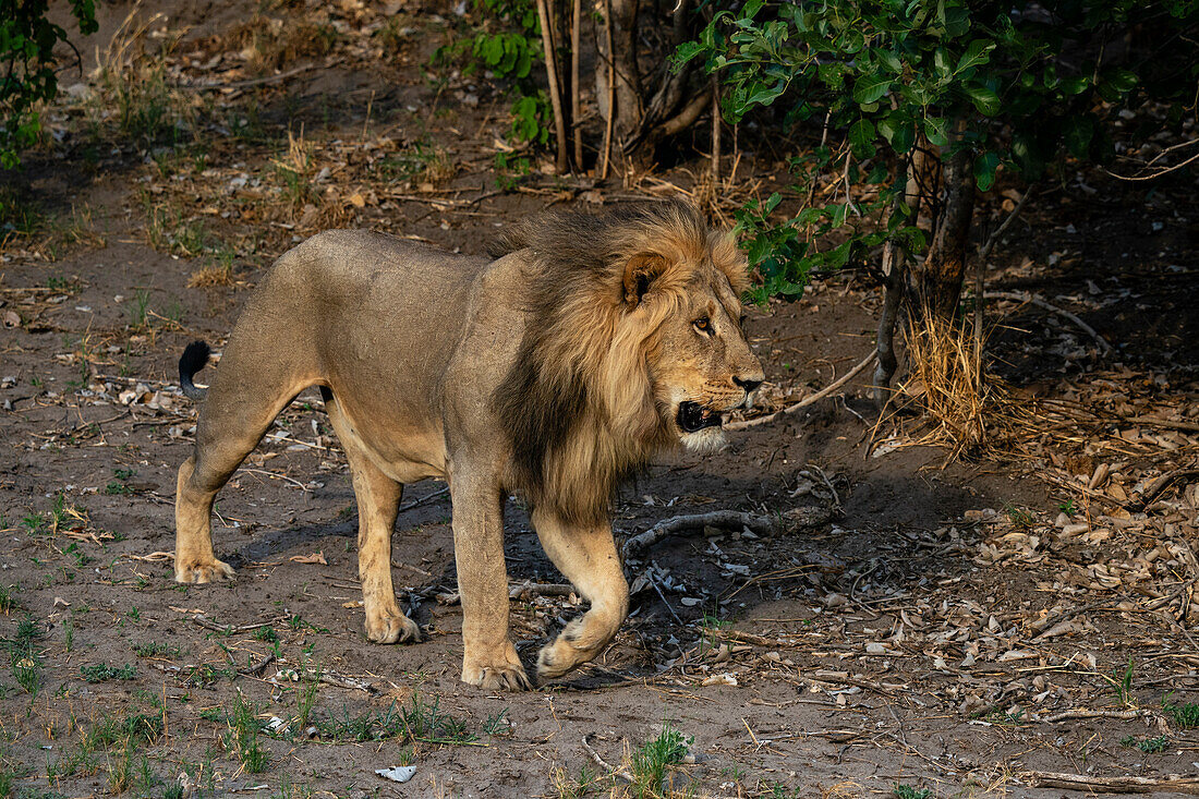 Löwe (Panthera leo) beim Spaziergang, Savuti, Chobe-Nationalpark, Botsuana, Afrika