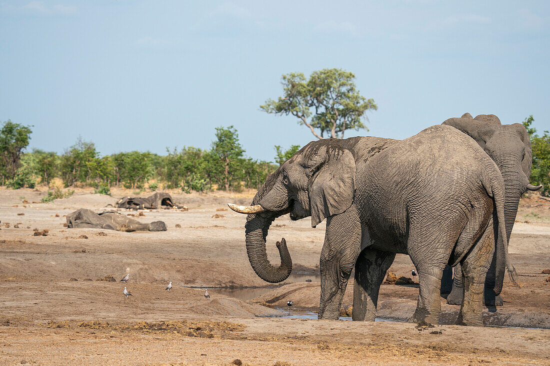 Zwei Afrikanische Elefanten (Loxodonta africana) trinken an einem Wasserloch mit zwei Elefantenkadavern, die aufgrund von Dürre gestorben sind, Savuti, Chobe National Park, Botswana, Afrika