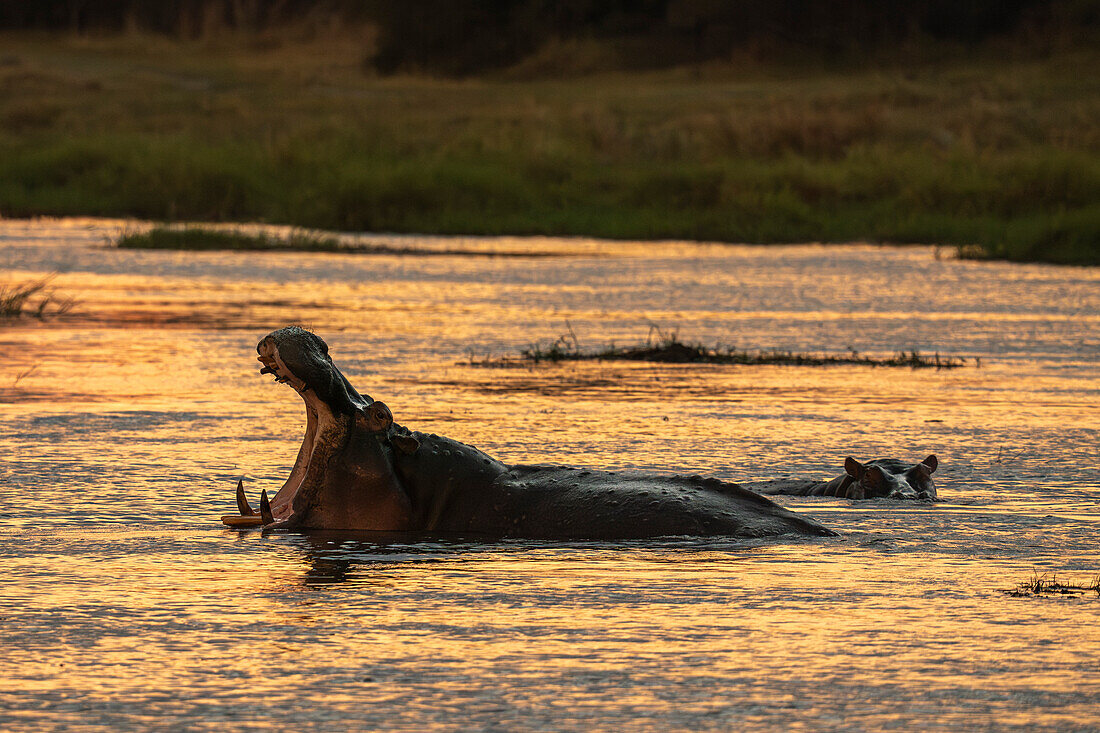 Flusspferde (Hippopotamus amphibius) im Fluss Khwai, Okavango-Delta, Botsuana, Afrika