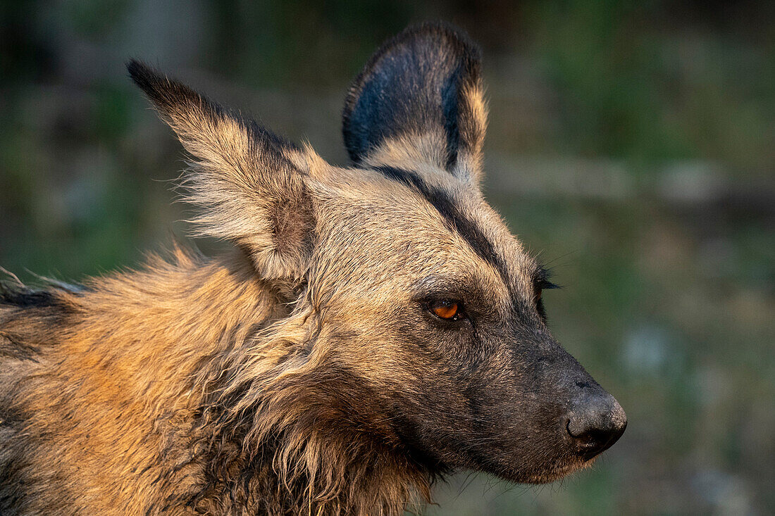 Afrikanischer Wildhund (Lycaon pictus), Khwai, Okavango-Delta, Botsuana, Afrika