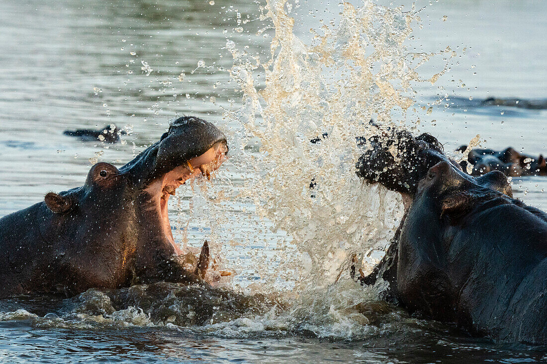 Flusspferde (Hippopotamus amphibius) im Khwai-Fluss, Okavango-Delta, Botsuana, Afrika