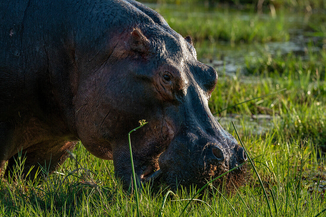 Flusspferd (Hippopotamus amphibius), Okavango-Delta, Botsuana, Afrika