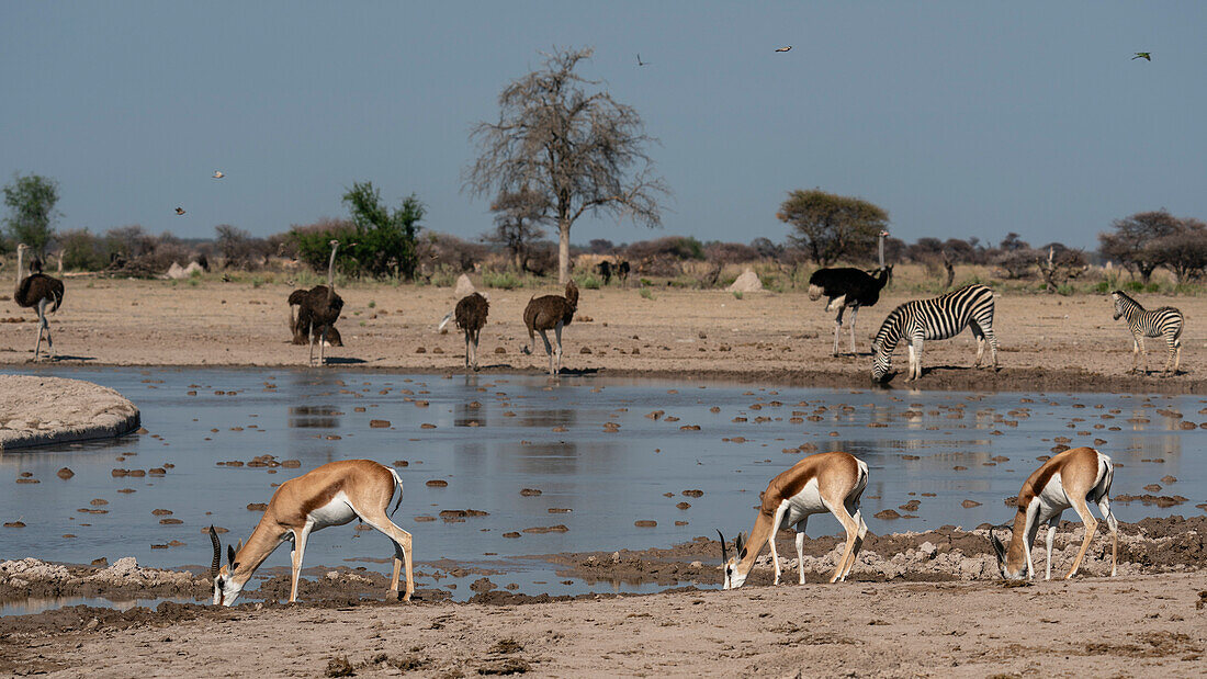 Ostriches (Struthio camelus), plains zebras (Equus quagga) and springboks (Antidorcas marsupialis) at a waterhole, Nxai Pan National Park, Botswana, Africa