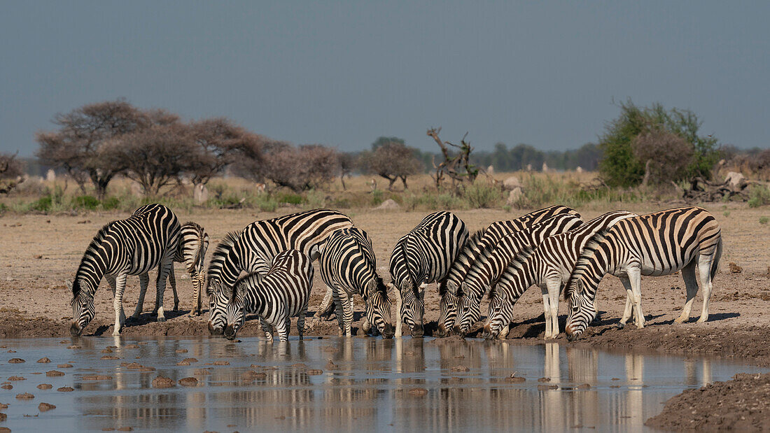 Plains zebra (Equus quagga) drinking at waterhole, Nxai Pan National Park, Botswana, Africa