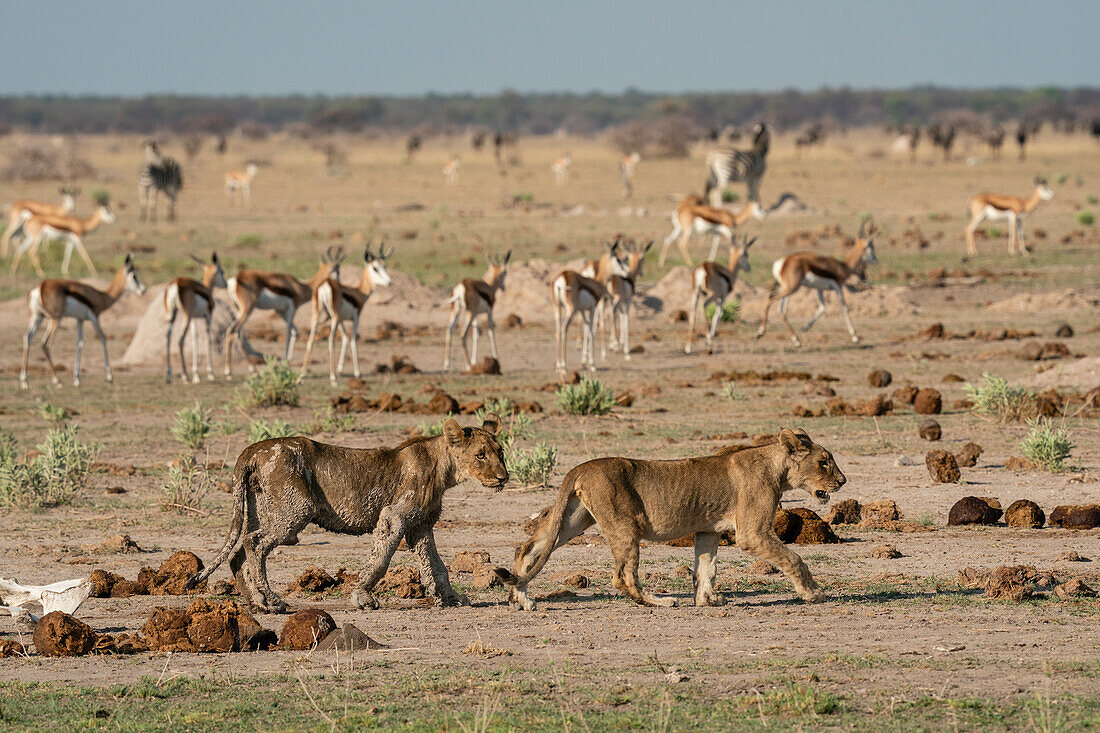 Alarmierte Springböcke (Antidorcas marsupialis) beobachten Löwenjunge (Panthera leo), Nxai Pan Nationalpark, Botsuana, Afrika