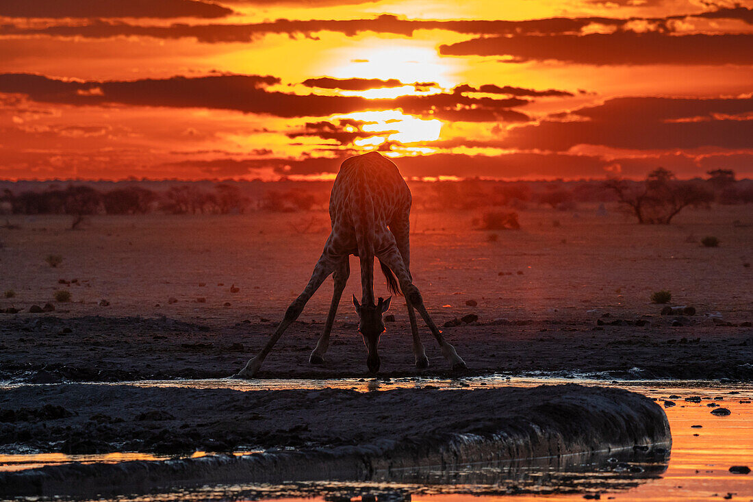 Giraffe (Giraffa camelopardalis) drinking at sunset at a waterhole, Nxai Pan National Park, Botswana, Africa