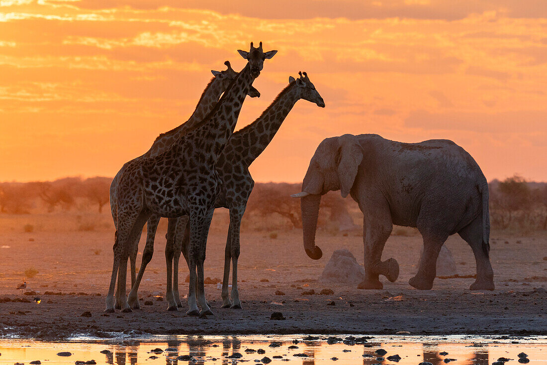 Afrikanischer Elefant (Loxodonta africana) und Giraffen (Giraffa camelopardalis) bei Sonnenuntergang, Nxai Pan National Park, Botswana, Afrika