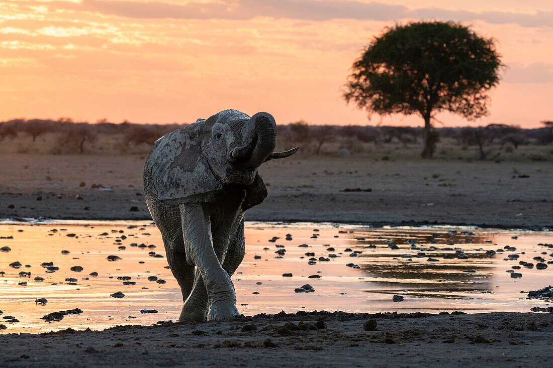 African elephant (Loxodonta africana) at sunset, Nxai Pan National Park, Botswana, Africa