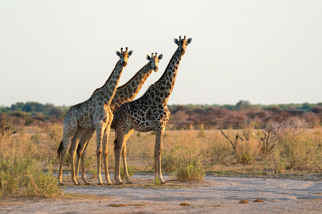 Giraffen (Giraffa camelopardalis), Nxai Pan National Park, Botsuana, Afrika