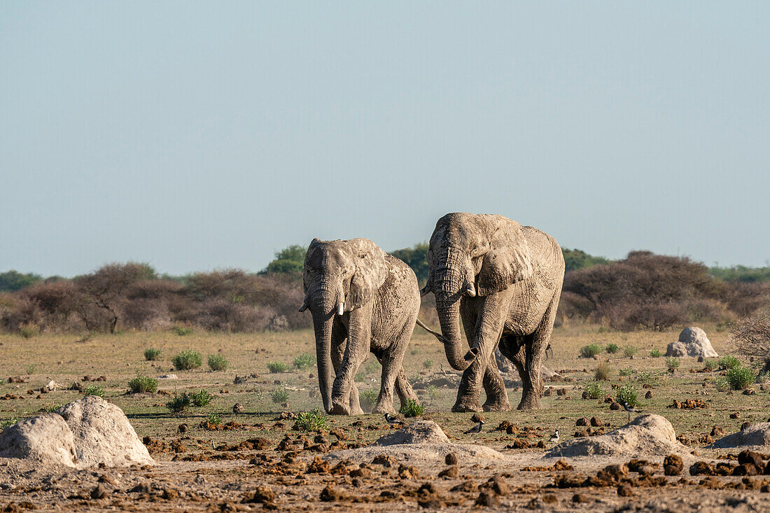 Afrikanische Elefanten (Loxodonta africana), Nxai Pan-Nationalpark, Botsuana, Afrika