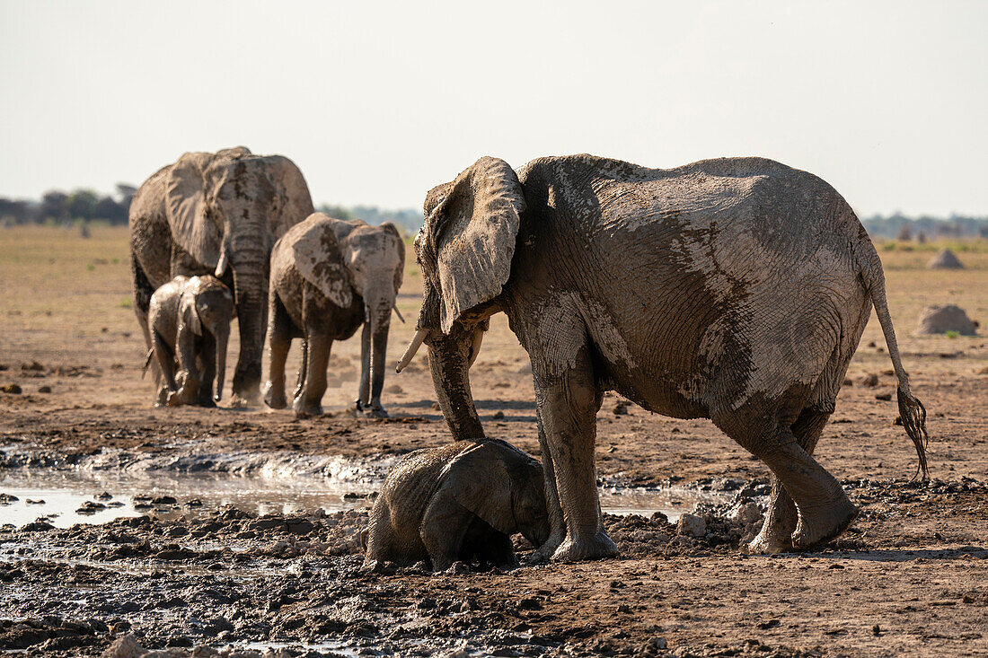 Afrikanische Elefanten (Loxodonta africana) am Wasserloch, Nxai Pan National Park, Botsuana, Afrika